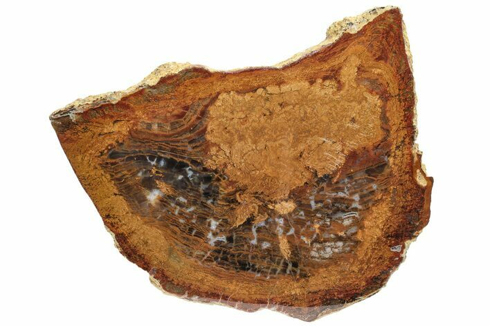 Petrified Wood (Sycamore) Section - Parker, Colorado #228116